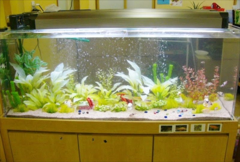 神奈川県横浜市 幼稚園様  150cm淡水魚水槽  設置事例 水槽画像２