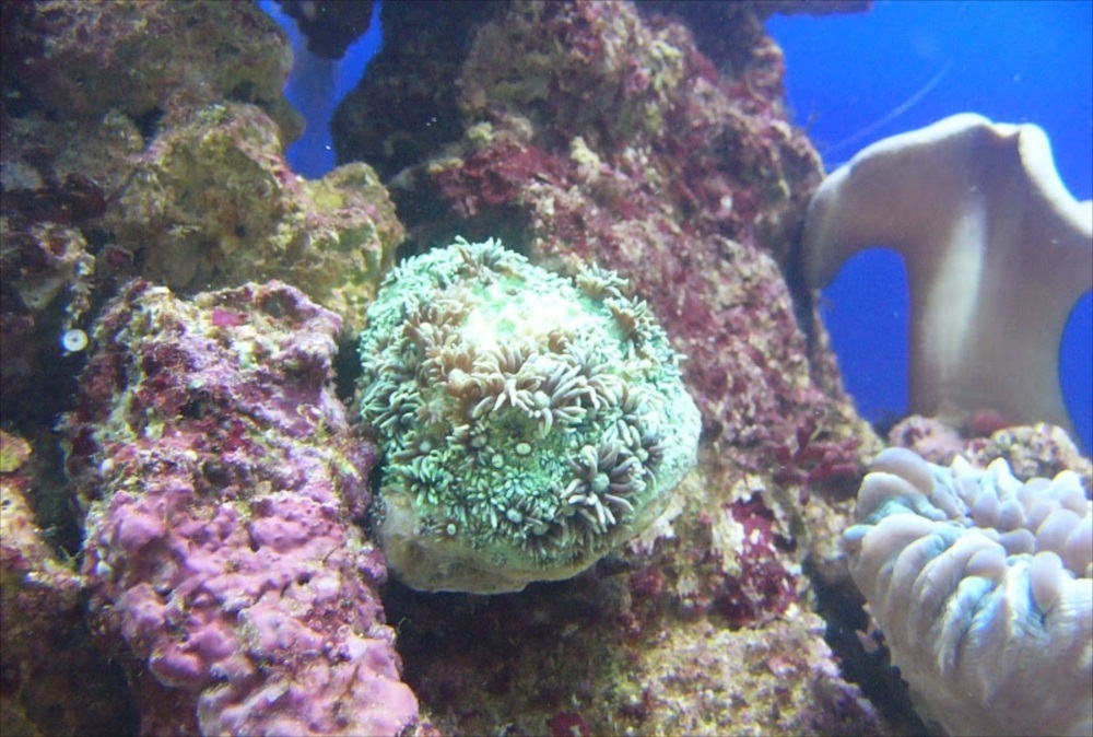 小児科　キッズルーム　海水魚水槽　サンゴ画像