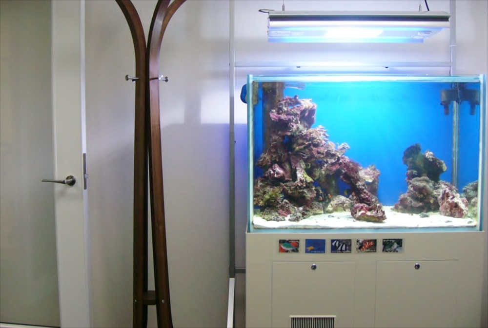 オフィスの会議室　サンゴ水槽　正面画像