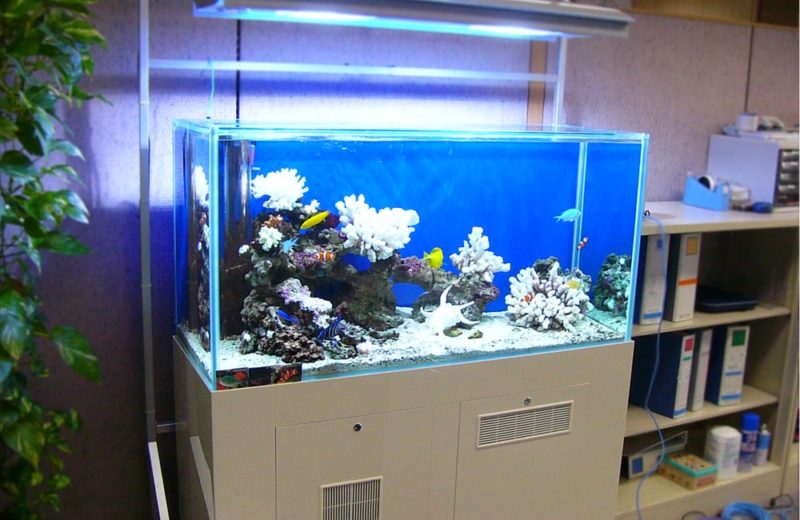 企業様のオフィスに120cm海水魚水槽を設置　水槽レンタル事例 水槽画像１