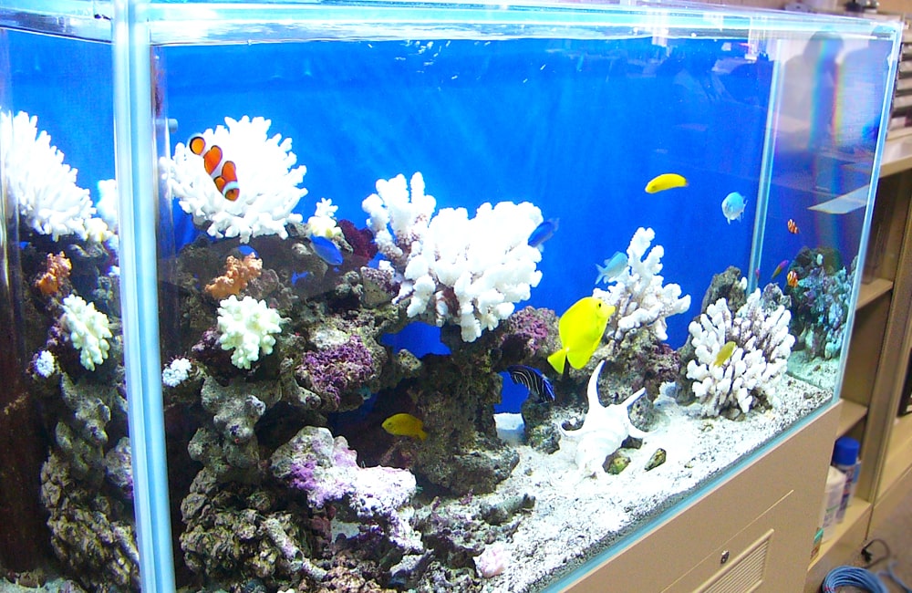 おすすめ人気の殺菌灯ベスト3を紹介 熱帯魚水槽に使用すると3つの効果が 東京アクアガーデン