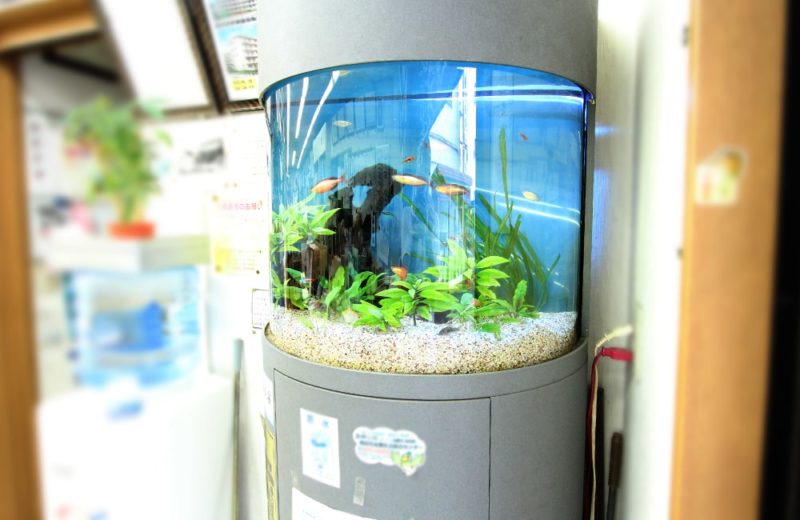 神奈川県横浜市 企業様　60cm円柱水槽　レンタル事例 水槽画像１