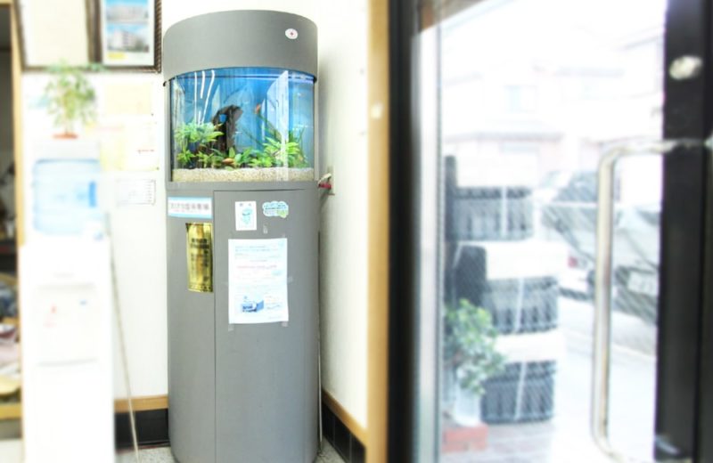 神奈川県横浜市 企業様　60cm円柱水槽　レンタル事例 水槽画像３