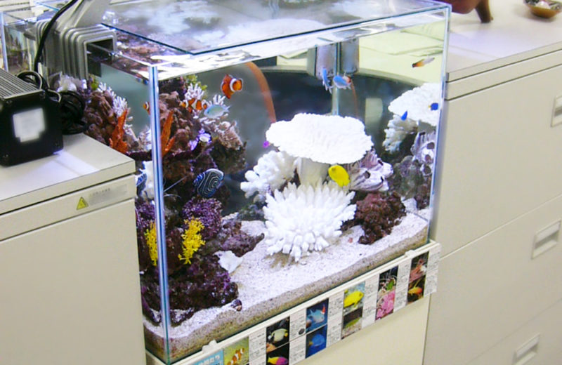 板橋区 株式会社アタゴ様 水槽レンタル事例 60cm海水魚水槽を設置しました 水槽画像２