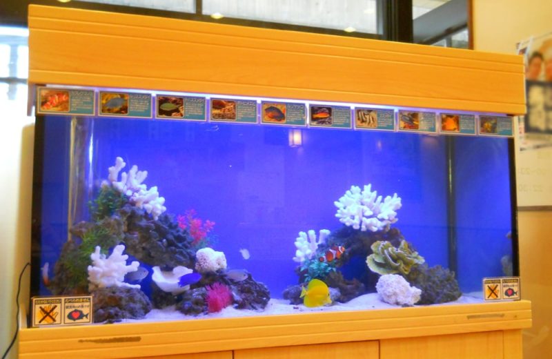 栃木県 飲食店様　120cm海水魚水槽　水槽レンタル事例 水槽画像１