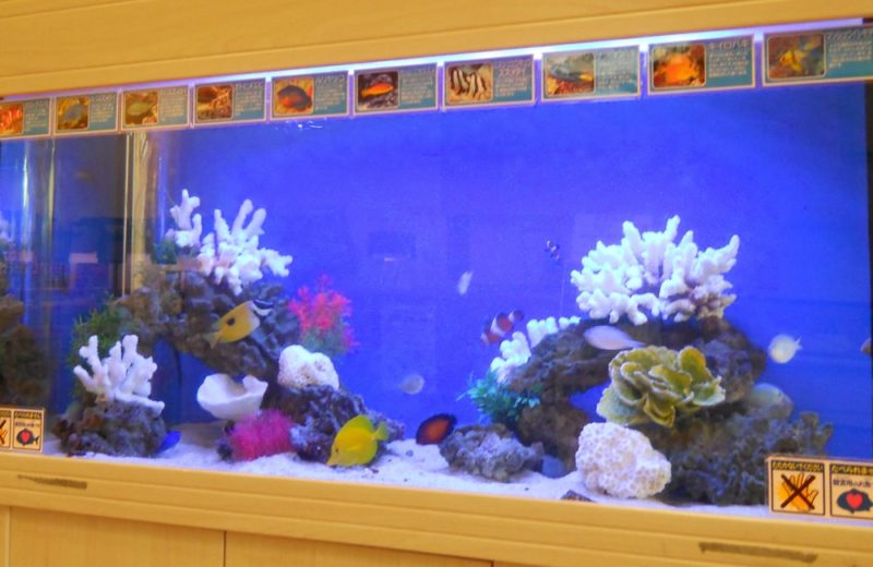 栃木県 飲食店様　120cm海水魚水槽　水槽レンタル事例 水槽画像３