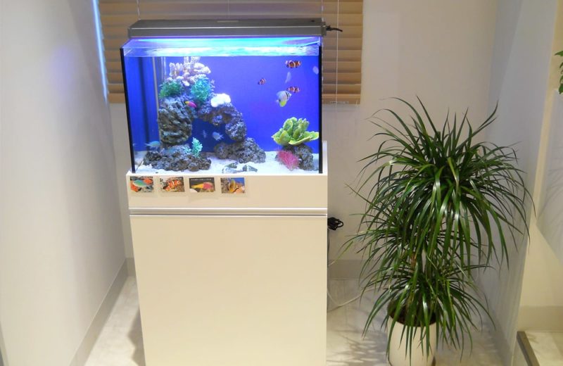 東京都北区 歯科医院様  60cm海水魚水槽  レンタル事例 水槽画像２