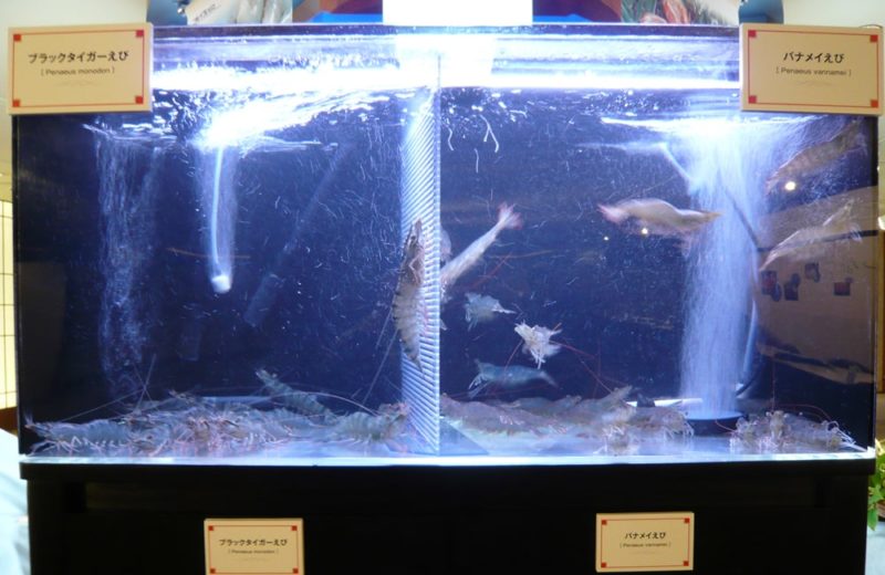 海鮮食品展示イベントに設置　90cm海水魚水槽　レンタル事例 水槽画像３