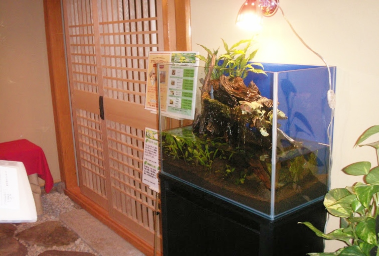 ホテルオークラ東京ベイ（利休）様  水槽設置事例 水槽画像３