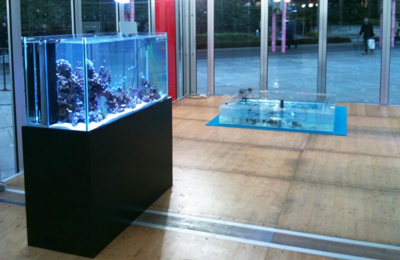 サンゴの日イベント おきなわ自然体験館 企画展示 水槽短期レンタル事例 水槽画像２