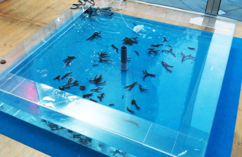 サンゴの日イベント おきなわ自然体験館 企画展示 水槽短期レンタル事例 水槽画像４