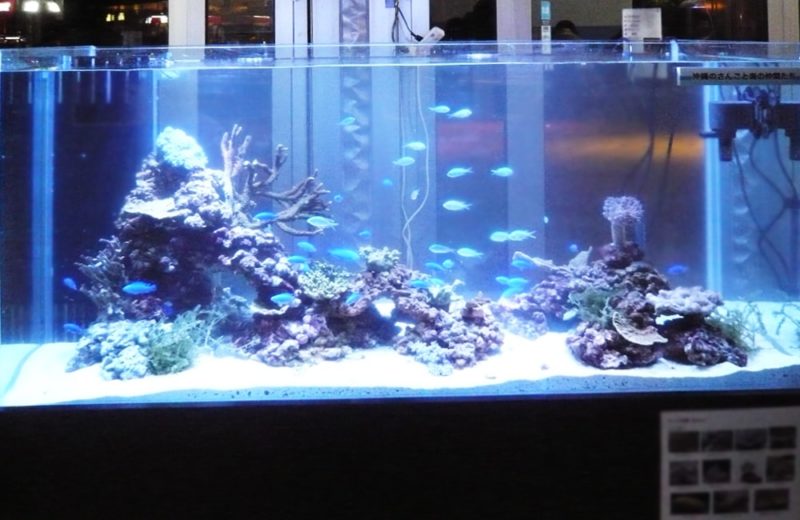 サンゴの日イベント おきなわ自然体験館 企画展示 水槽短期レンタル事例 水槽画像１