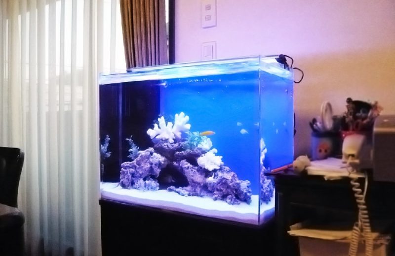 都内 個人宅様  60cm海水魚水槽  設置事例 水槽画像１
