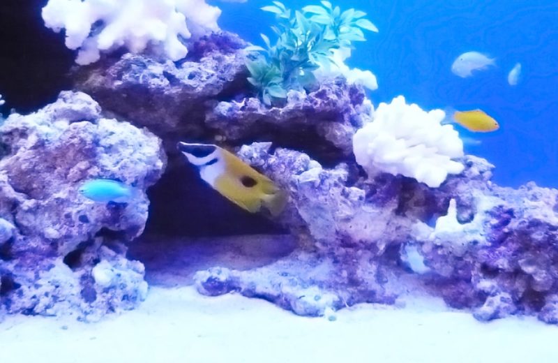 都内 個人宅様  60cm海水魚水槽  設置事例 水槽画像３