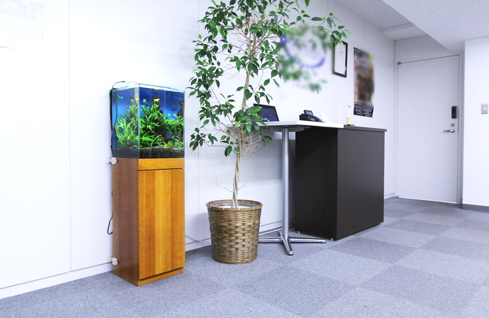 千代田区　オフィス　30cm淡水魚水槽レンタル・設置事例 メイン画像