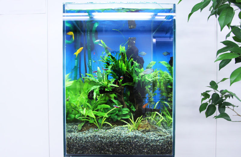千代田区　オフィス　30cm淡水魚水槽レンタル・設置事例 水槽画像２
