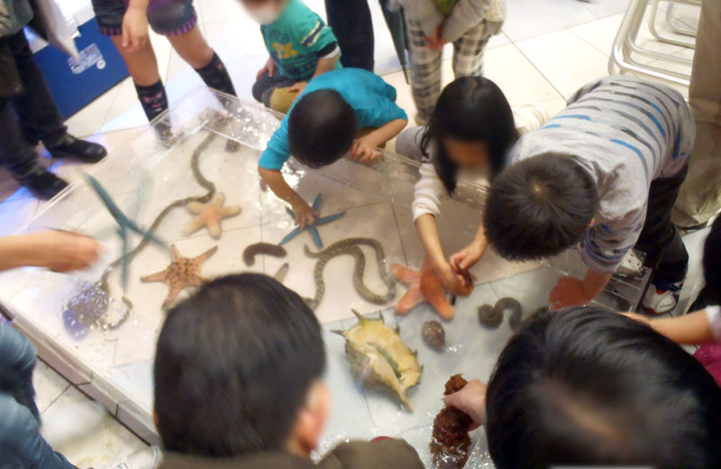 サンシャイン イベント タッチプール・150cm海水魚水槽 短期レンタル事例 水槽画像１