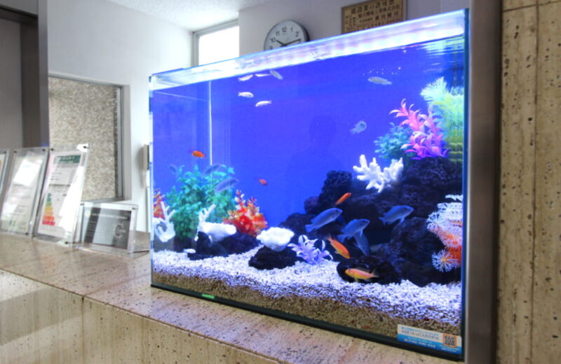 新宿 企業様  60cm淡水魚水槽  水槽レンタル事例 水槽画像１