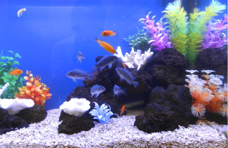 新宿 企業様  60cm淡水魚水槽  水槽レンタル事例 水槽画像３