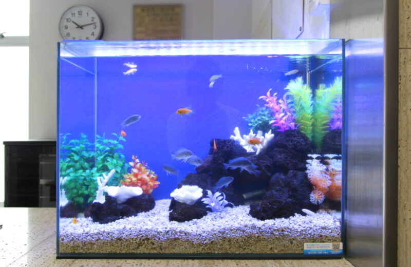新宿 企業様  60cm淡水魚水槽  水槽レンタル事例 水槽画像４