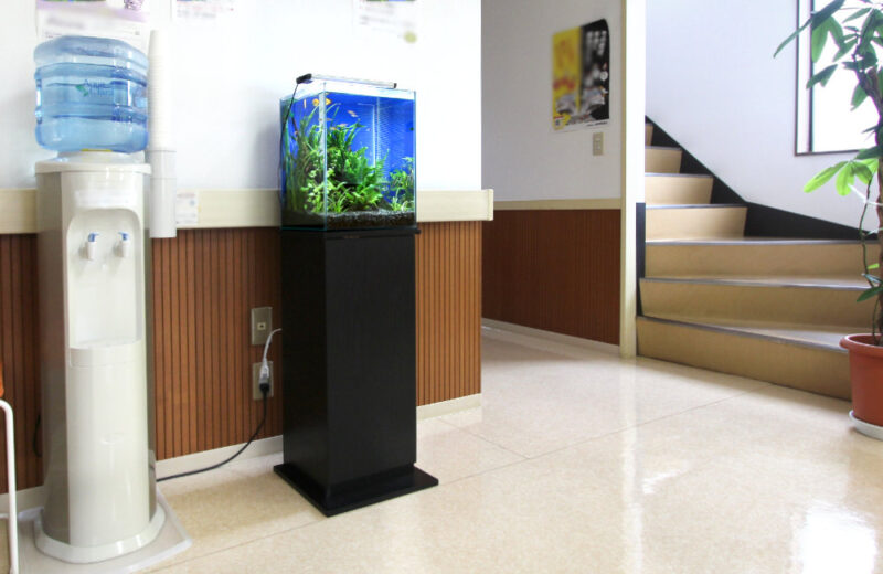 埼玉県三郷市 クリニック様  30cm淡水魚水槽  レンタル事例 水槽画像１