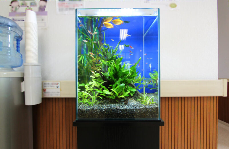 埼玉県三郷市 クリニック様  30cm淡水魚水槽  レンタル事例 水槽画像３
