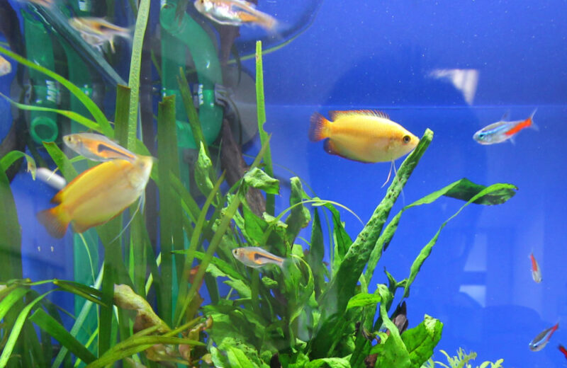 埼玉県三郷市 クリニック様  30cm淡水魚水槽  レンタル事例 水槽画像４