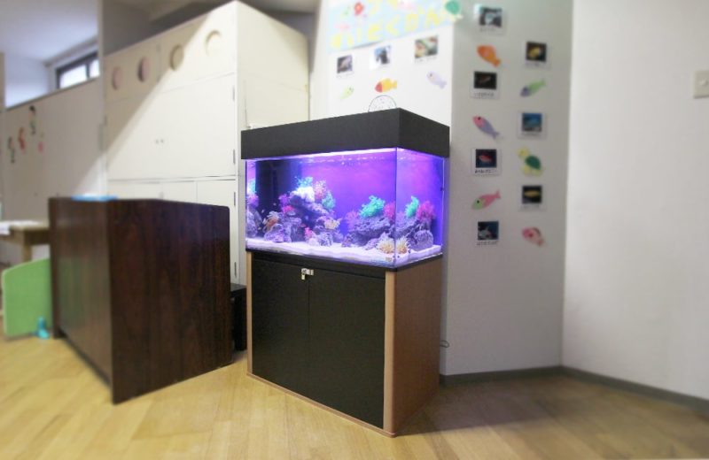 東京都北区  幼稚園  ホール  90cm海水魚水槽レンタル事例 水槽画像３