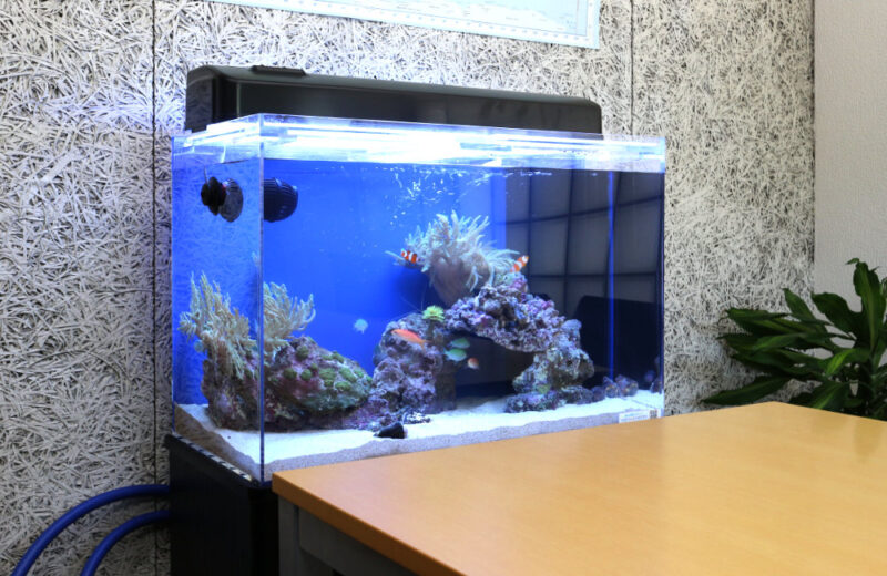 オフィスの打ち合わせスペース　60cm海水魚水槽レンタル事例 水槽画像２
