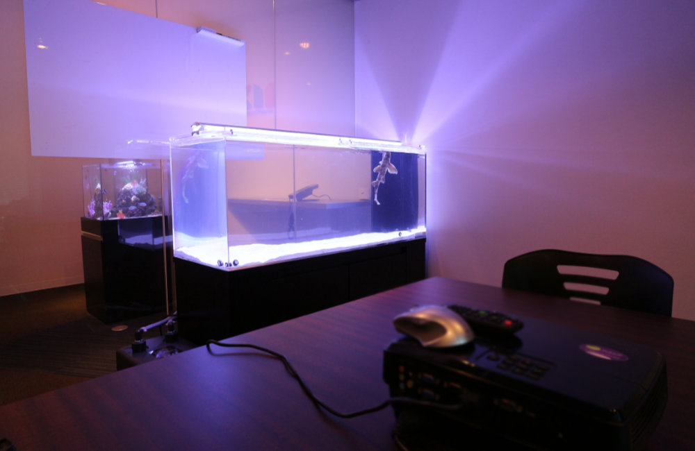 新宿区のオフィス ネコザメが泳ぐ120cm海水魚水槽レンタル事例 メイン画像