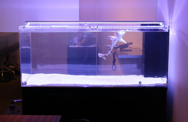 新宿区のオフィス ネコザメが泳ぐ120cm海水魚水槽レンタル事例 水槽画像2
