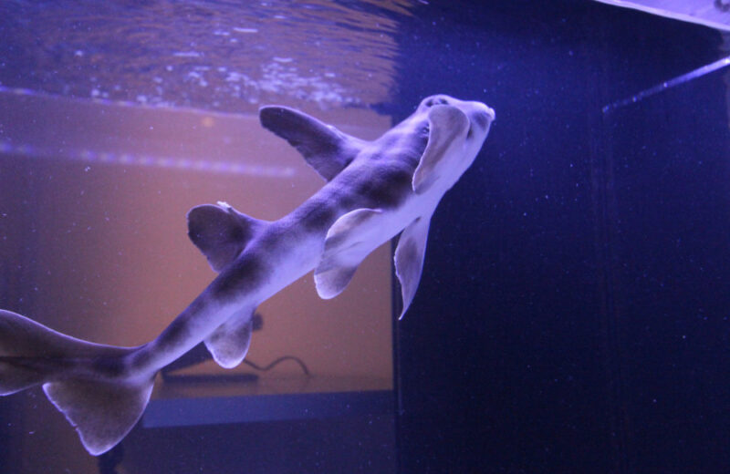 新宿区のオフィス ネコザメが泳ぐ120cm海水魚水槽レンタル事例 水槽画像4