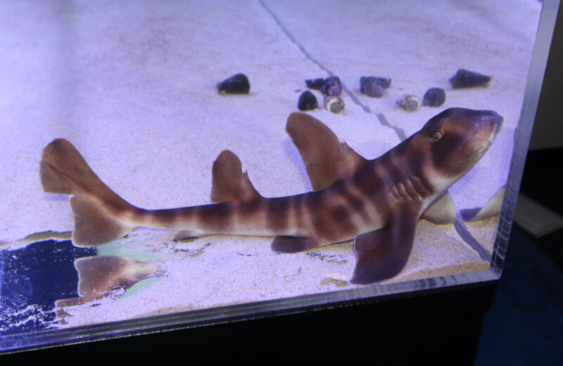 新宿区のオフィス ネコザメが泳ぐ120cm海水魚水槽レンタル事例 水槽画像5