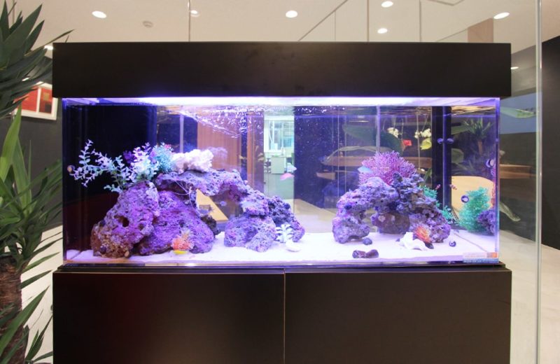 千代田区　オフィスのエントランスに設置　120cm海水魚水槽リース 水槽画像３