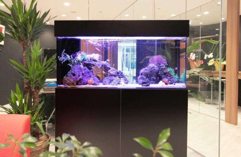 千代田区　オフィスのエントランスに設置　120cm海水魚水槽リース 水槽画像２