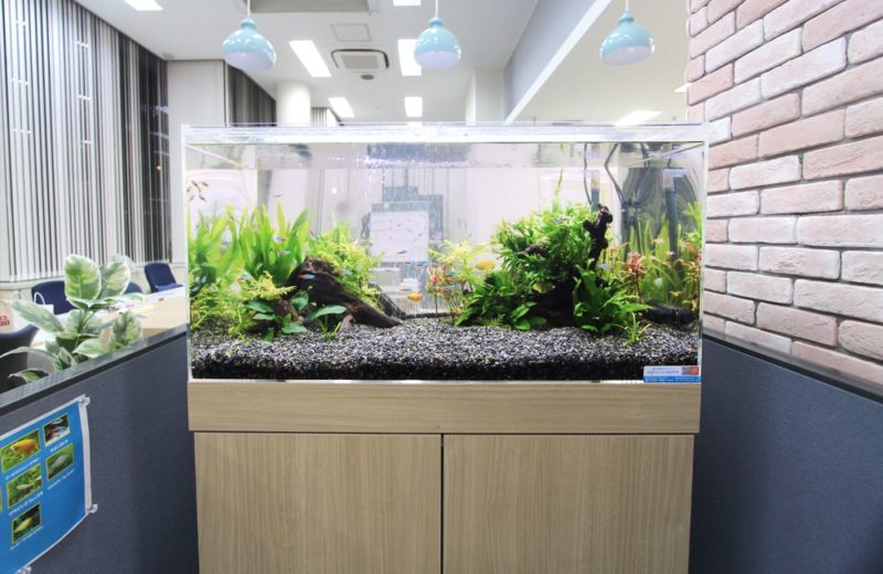 千代田区　オフィスに設置　両面仕様90cm淡水魚水槽レンタル事例 水槽画像３