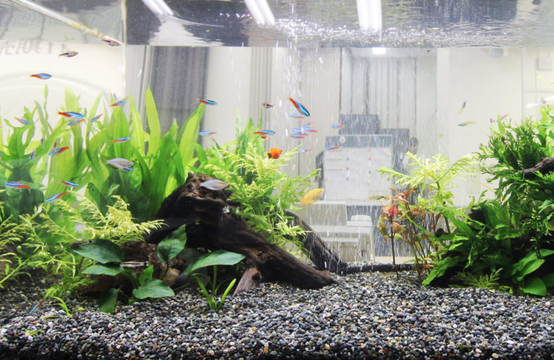 千代田区　オフィスに設置　両面仕様90cm淡水魚水槽レンタル事例 水槽画像４