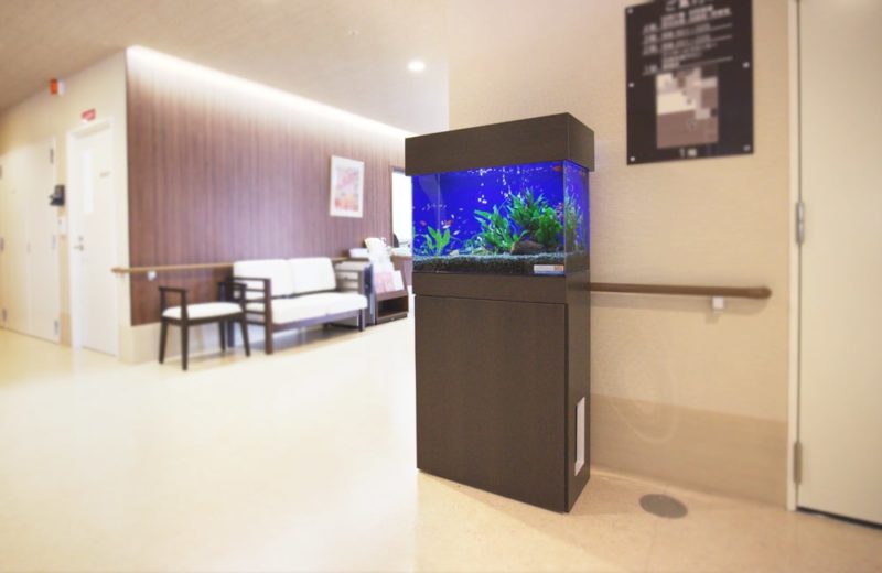 介護施設内の廊下に設置　60cm淡水魚水槽　水槽レンタル事例 水槽画像１