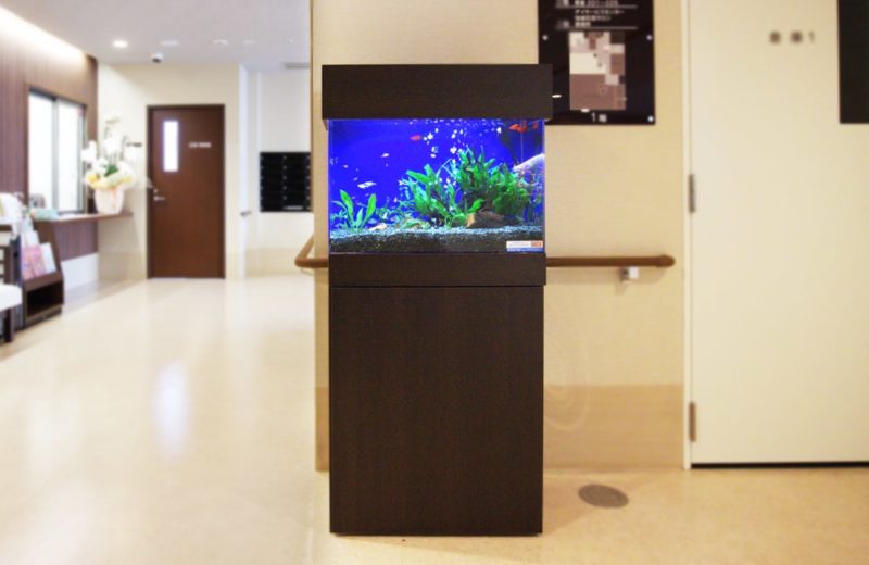 介護施設内の廊下に設置　60cm淡水魚水槽　水槽レンタル事例 水槽画像２