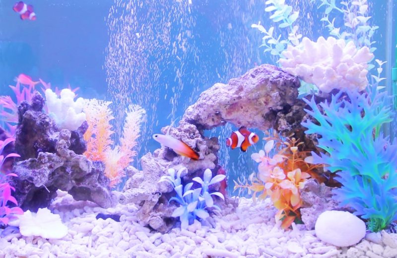 撮影スタジオに設置　海水魚水槽（短期レンタル）の事例 水槽画像１