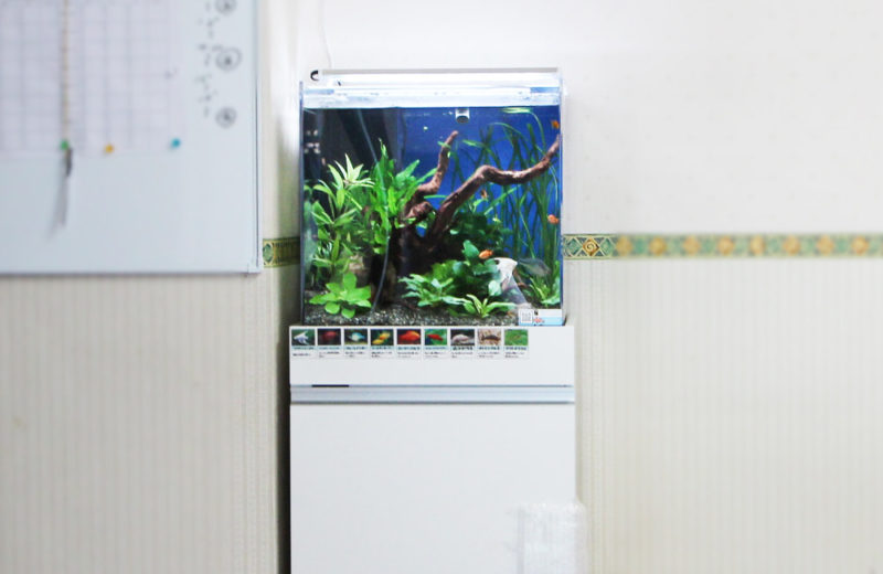 板橋区　住宅型有料老人ホームに設置　アクアリウム（45cm淡水魚水槽）の事例 水槽画像２