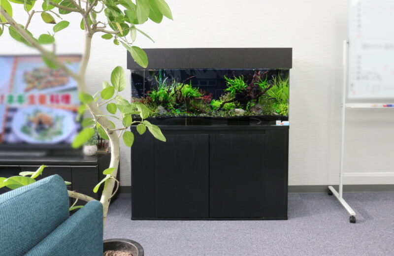 さいたま市 オフィスに設置 120cm淡水アクアリウム 水槽レンタル事例 水槽画像２