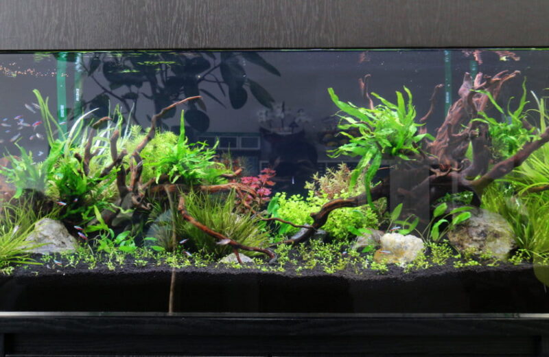 さいたま市 オフィスに設置 120cm淡水アクアリウム 水槽レンタル事例 水槽画像４