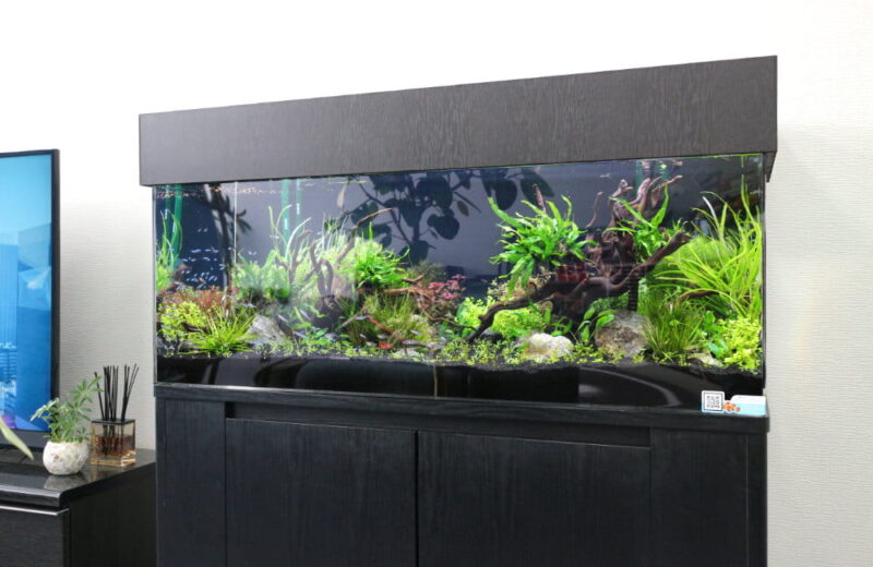 さいたま市 オフィスに設置 120cm淡水アクアリウム 水槽レンタル事例 水槽画像３