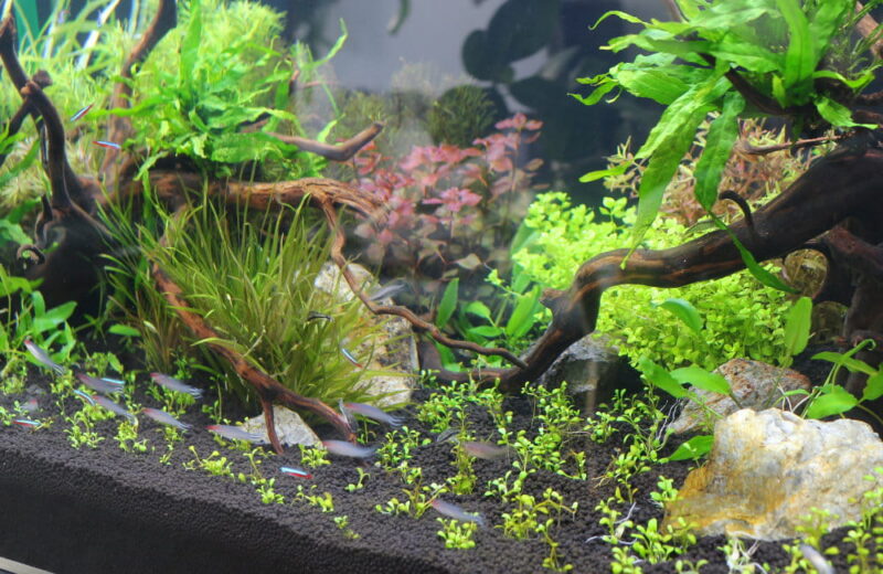 さいたま市 オフィスに設置 120cm淡水アクアリウム 水槽レンタル事例 水槽画像５