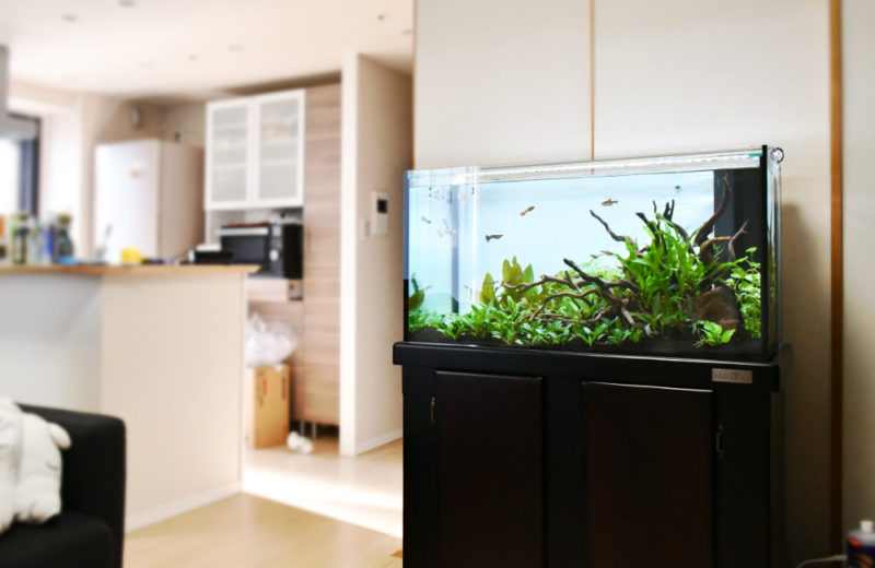 品川区  個人宅様  リビング  90cm淡水魚水槽  設置事例