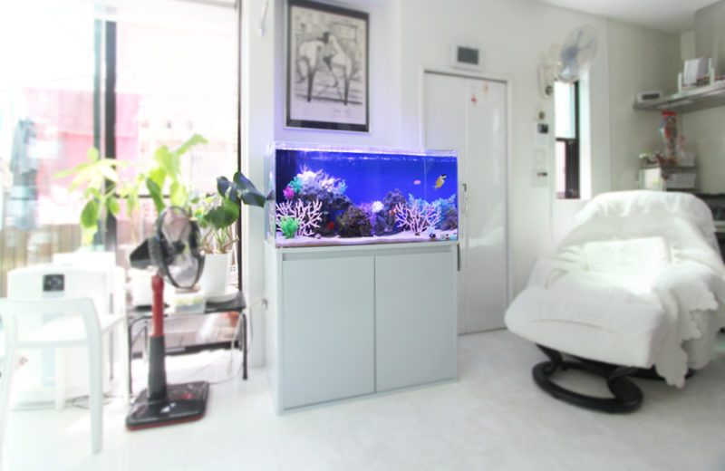 新宿区 個人宅のリビングに設置 90cm海水水槽レンタル事例 水槽画像１