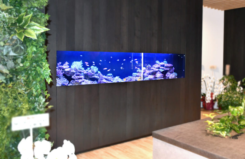 中央区　日本橋　オフィス　大型サンゴ水槽　販売・設置事例 水槽画像１