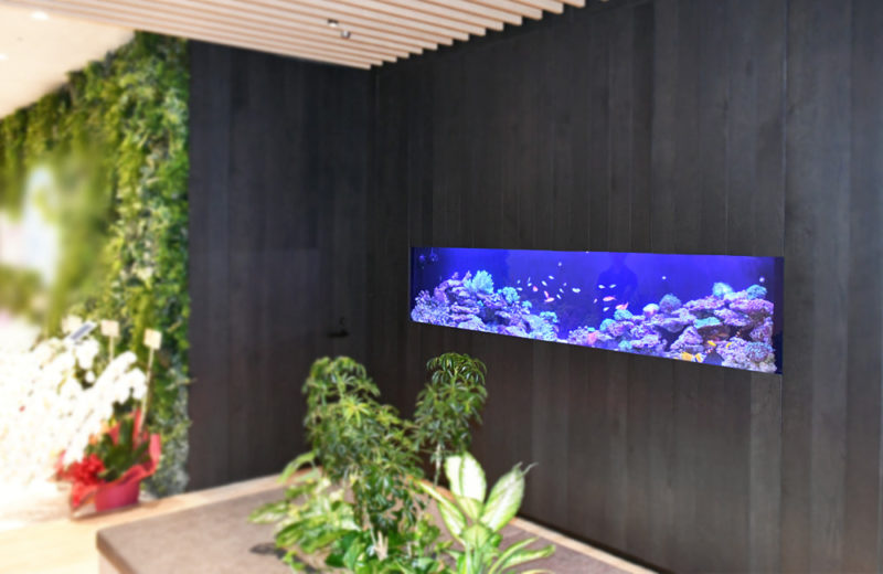 中央区　日本橋　オフィス　大型サンゴ水槽　販売・設置事例 水槽画像５