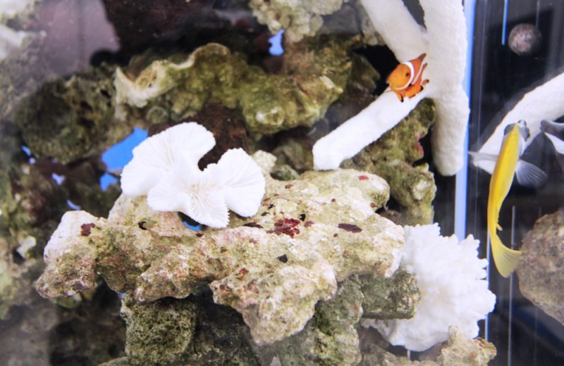 サンシャイン　イベントに設置　120cmマリンアクアテラリウム事例 水槽画像４